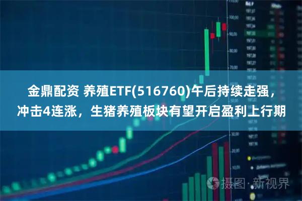 金鼎配资 养殖ETF(516760)午后持续走强，冲击4连涨，生猪养殖板块有望开启盈利上行期